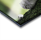 Eastern Screech Owlet Acrylic print