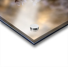 Cherry Blossom Acrylic print