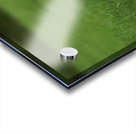 When Life Gives You Wings Hawk It Out  Acrylic print