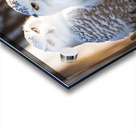 Snowy Owls Acrylic print