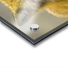 Eyes of a Fox Acrylic print