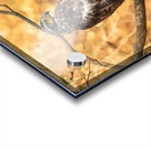 Crested Serpent Eagle. Acrylic print