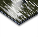 Common Loon in Water. Acrylic print