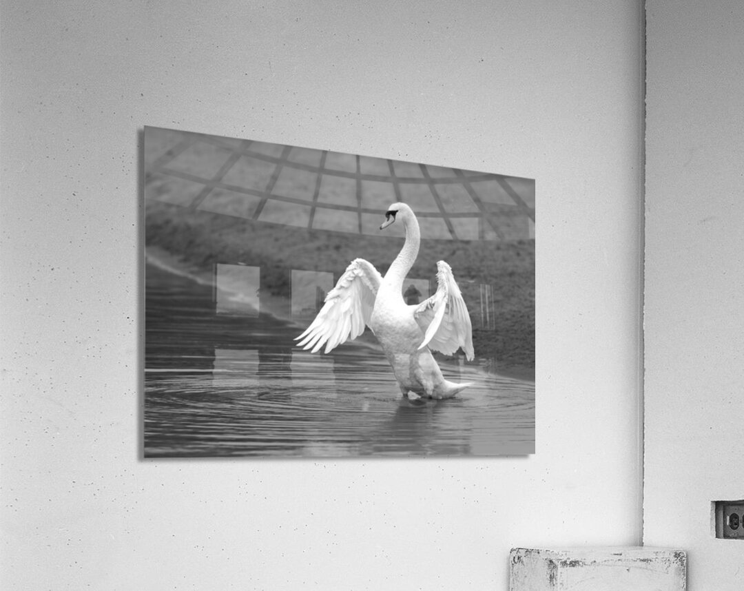 Swan in full glory Acrylic Print