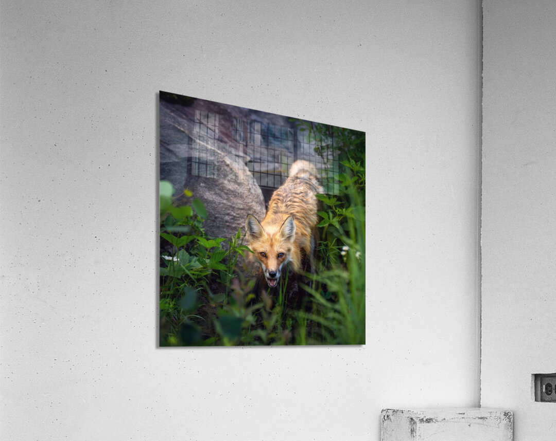 Vigilant gaze of a fox Acrylic Print