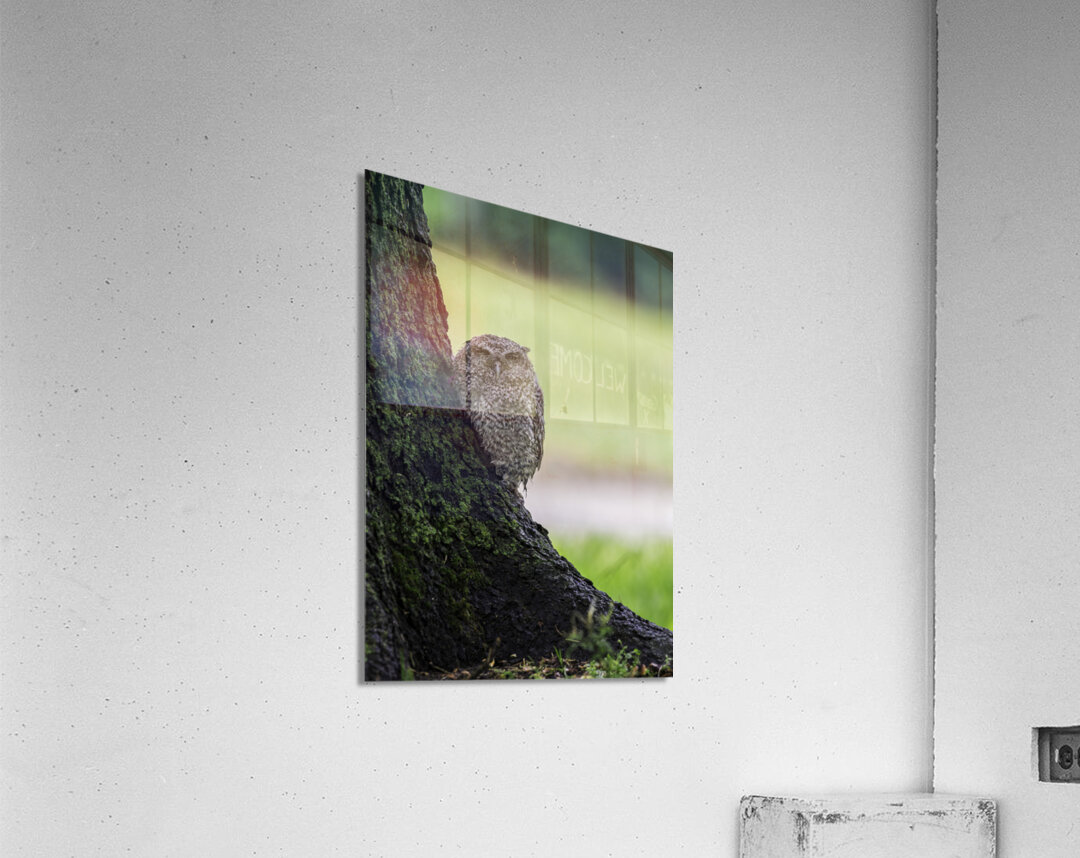 Eastern Screech Owlet Acrylic Print