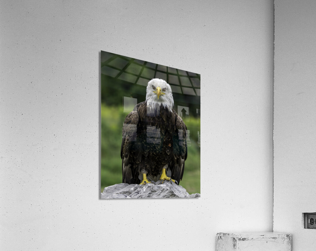 Eagle Eye Acrylic Print