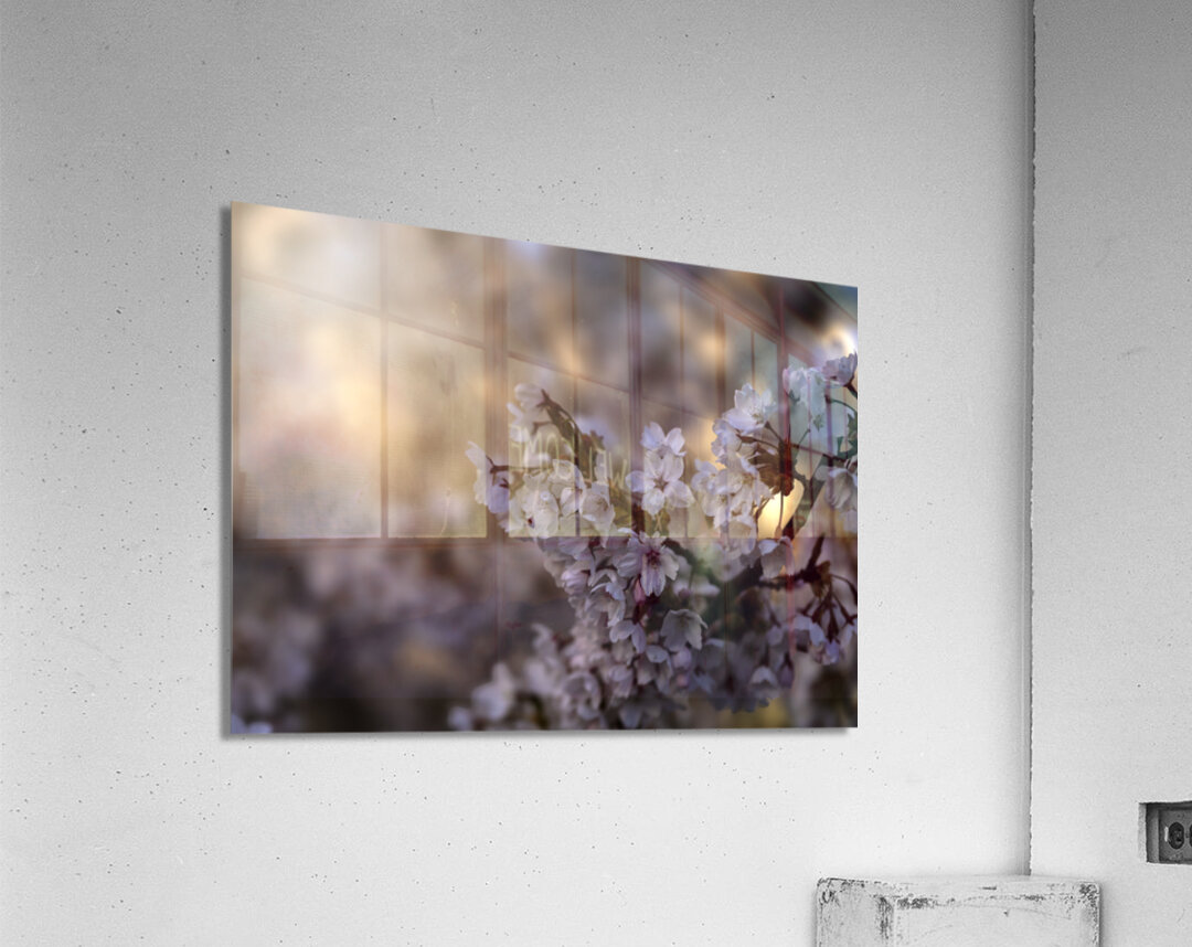 Cherry Blossom Acrylic Print