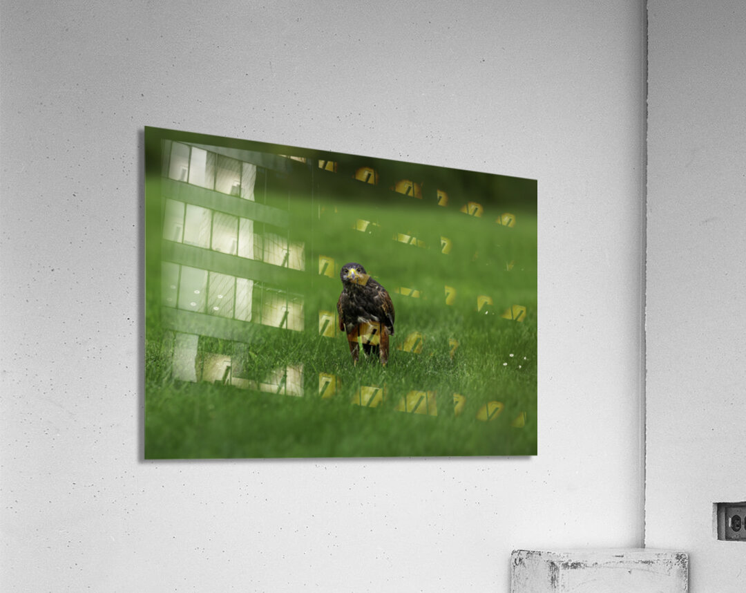 When Life Gives You Wings Hawk It Out  Acrylic Print