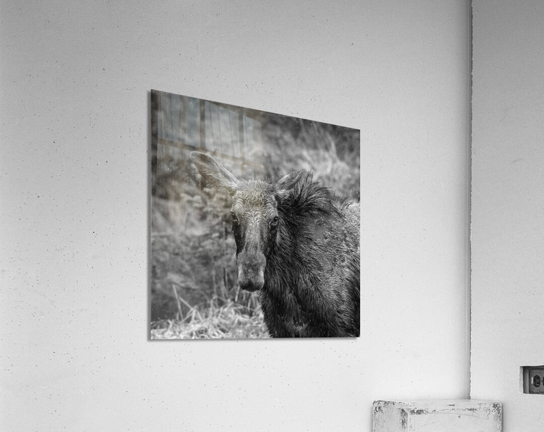 Monochrome Moose Portrait Acrylic Print