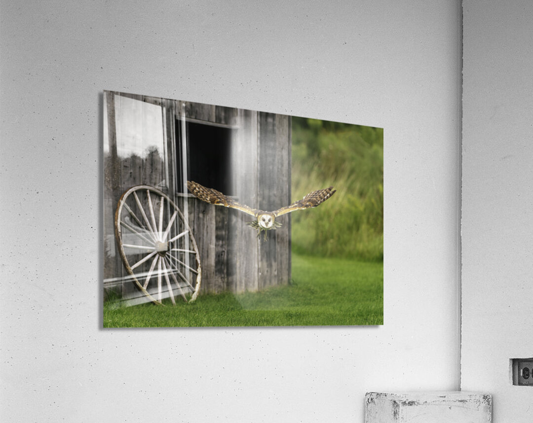 Barn Owl Colored Acrylic Print