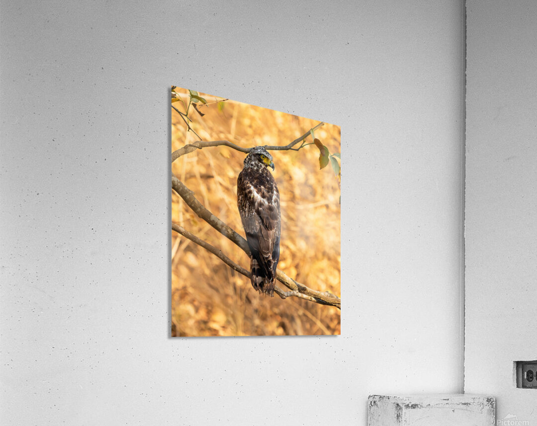 Crested Serpent Eagle. Acrylic Print