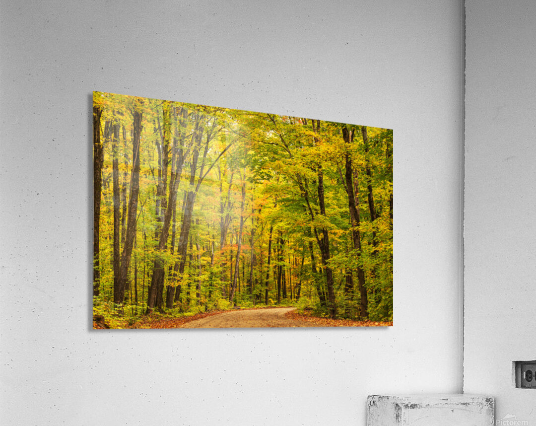 Fall Colors in Forest Acrylic Print