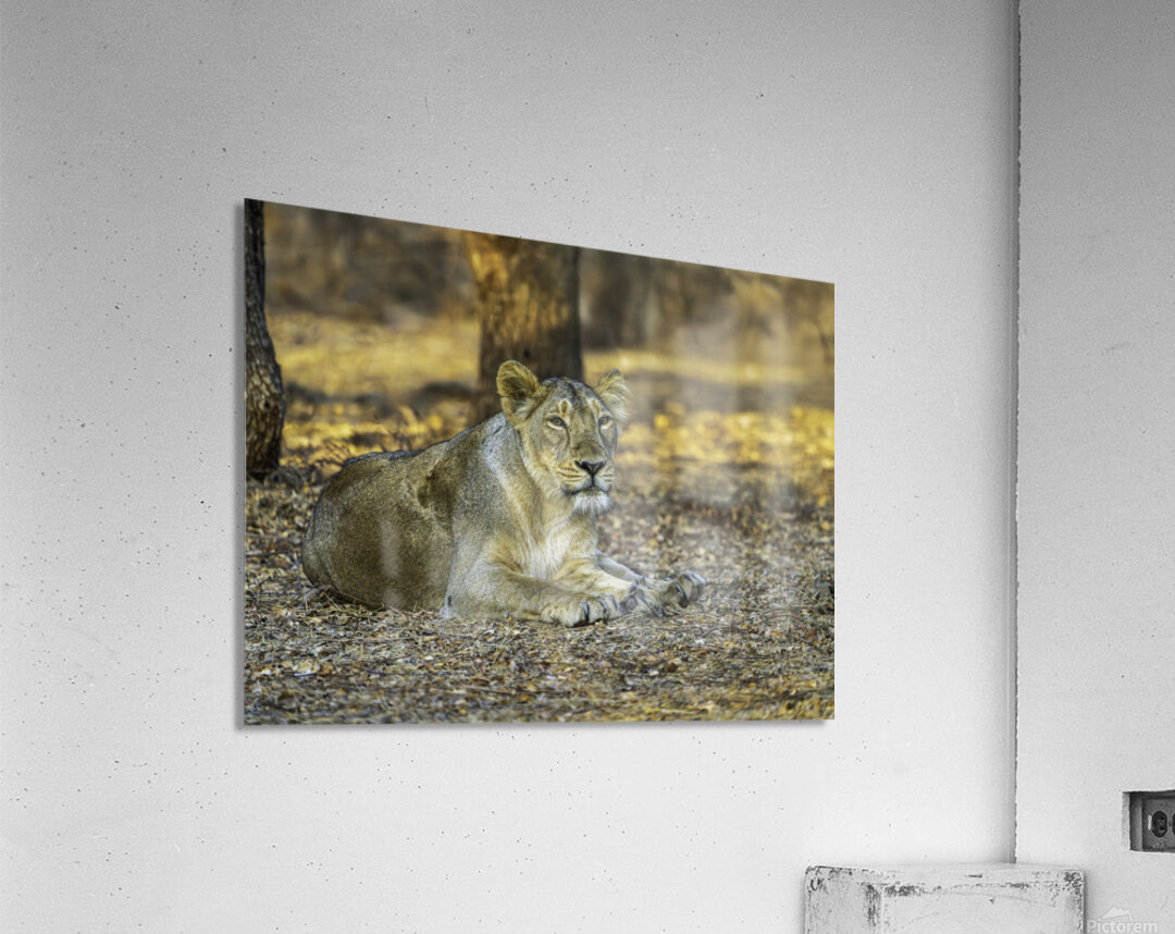 Lioness in Golden Light Acrylic Print