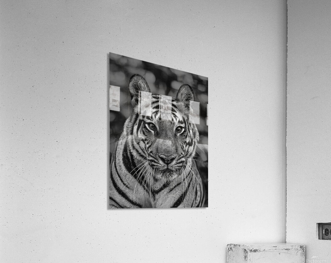 Eyes of the Wild Acrylic Print