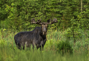 Bull Moose in Algonquin Park.