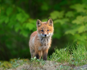 Portrait of a Fox