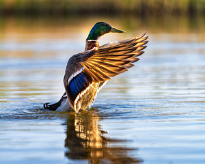 A Mallard’s Ballet.
