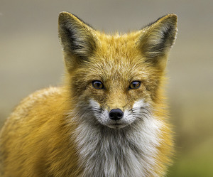 Eyes of a Fox