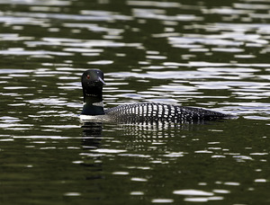 Common Loon in Water.