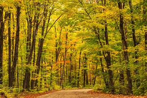 Fall Colors in Forest