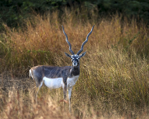 Blackbuck 
