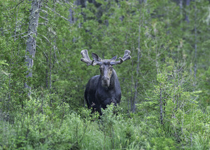 Gaze of a Bull Moose