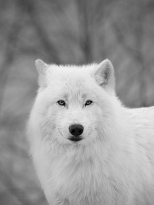 Arctic Wolf