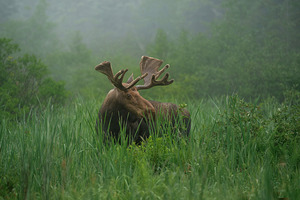 Bull Moose on a Foggy Morning