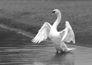 Swan in full glory