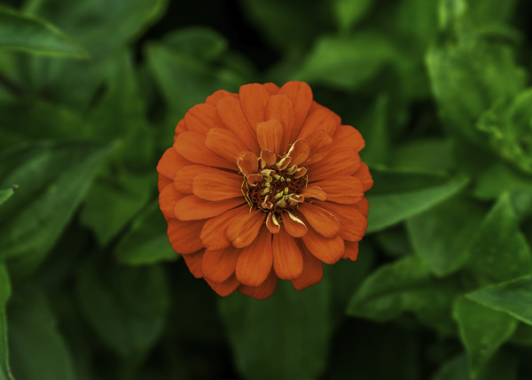 Dahlia Delight by Aman Sharma