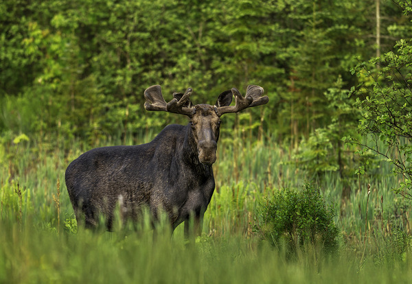 Bull Moose in Algonquin Park. Print