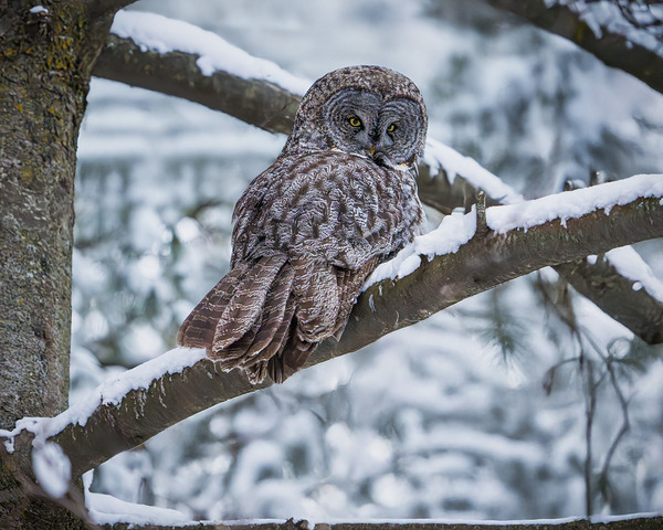 Great Grey Owl by Aman Sharma
