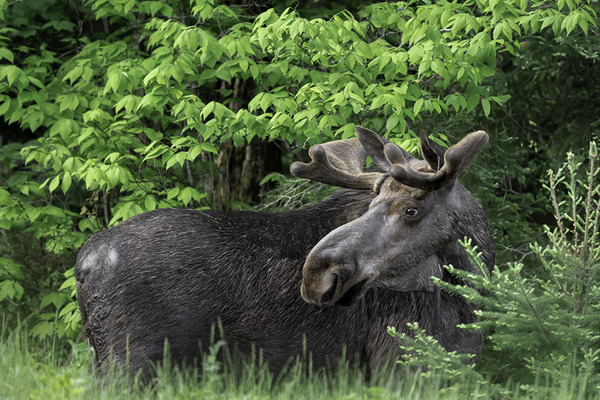 Gentle Giant by Aman Sharma