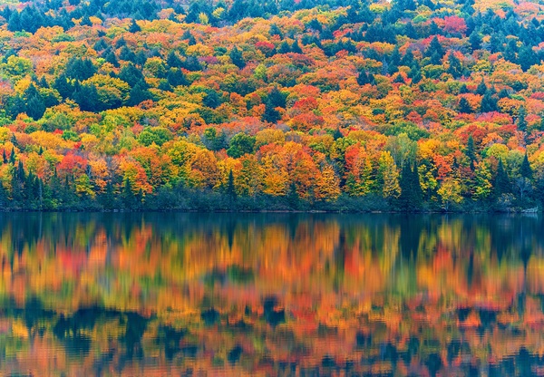 Autumns Attire Print