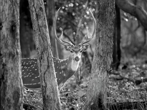 The Big Spotted Deer by Aman Sharma