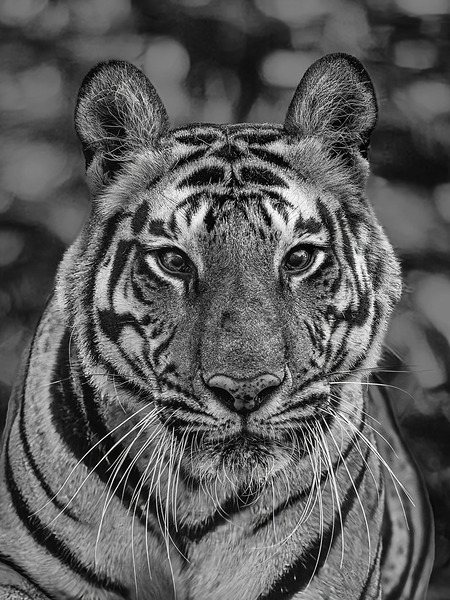 Eyes of the Wild by Aman Sharma