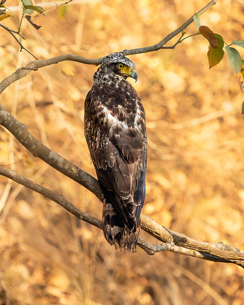 Crested Serpent Eagle. by Aman Sharma