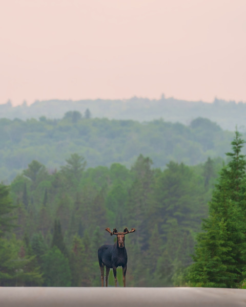 Standing Guard Print