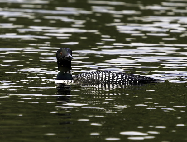 Common Loon in Water. by Aman Sharma