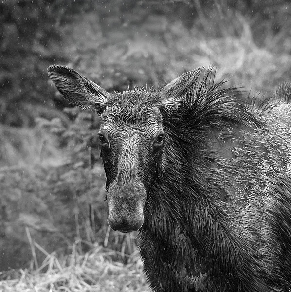 Monochrome Moose Portrait Print