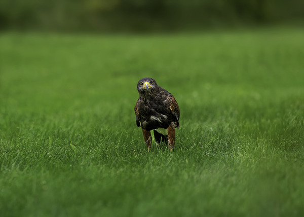 When Life Gives You Wings Hawk It Out  by Aman Sharma