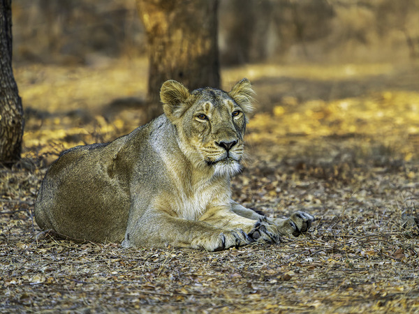 Lioness in Golden Light Print