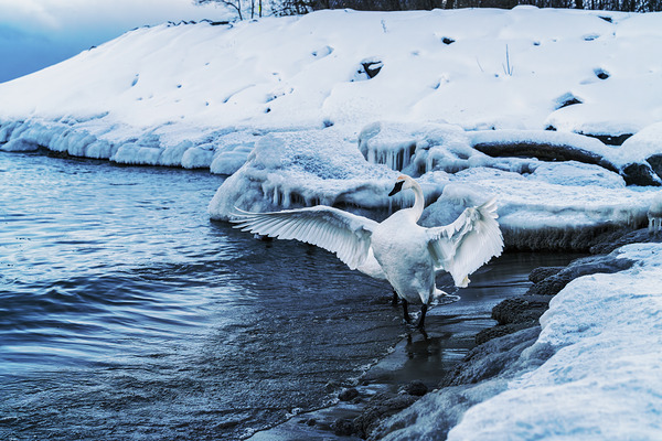 Swan in Winter by Aman Sharma