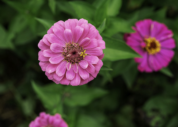 Nature’s art palette Print