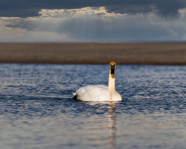 Swan on Lake Ontario Print