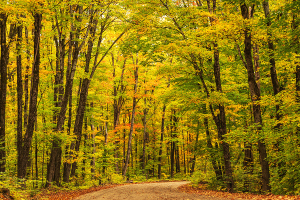 Fall Colors in Forest Digital Download