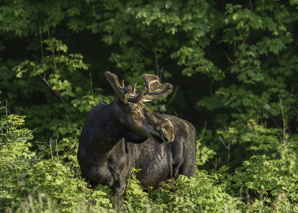 Bull Moose in early morning light. Print