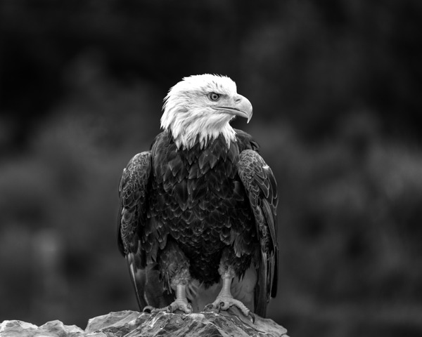 Bald Eagle by Aman Sharma