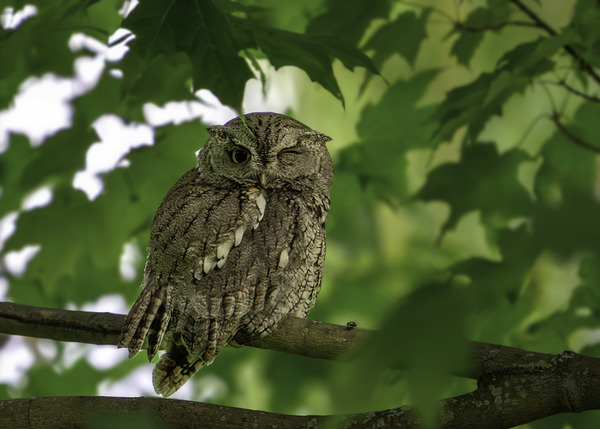 Winking Owl by Aman Sharma